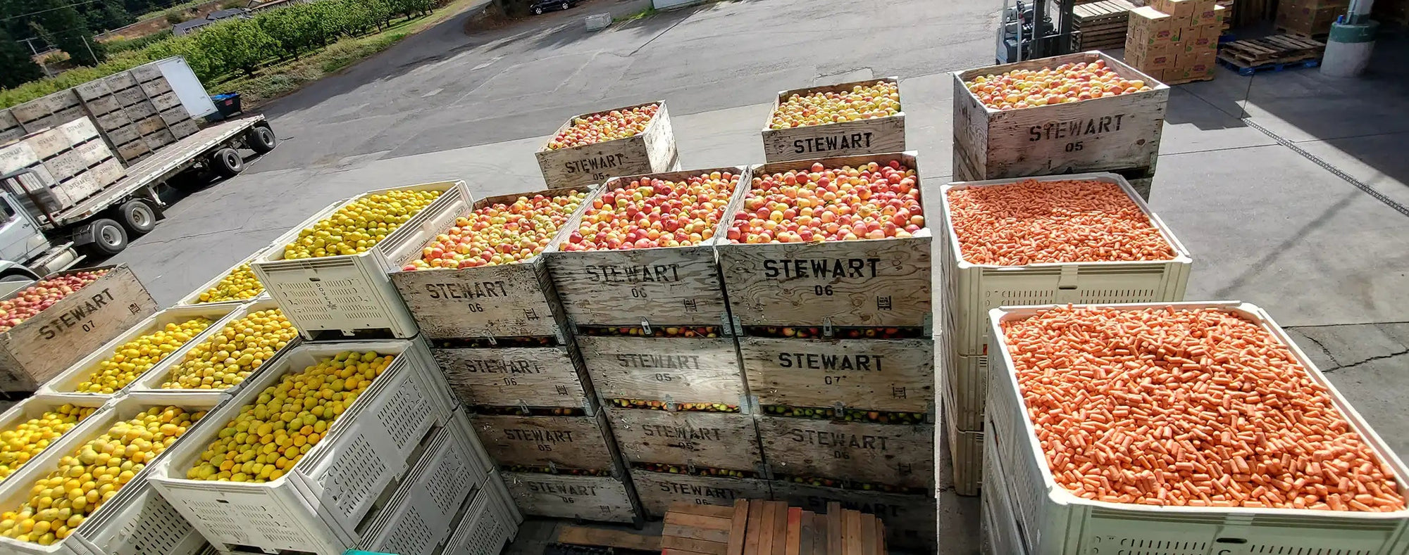 Multiple boxes of fruit labeled 'Stewart' on a concrete surface with a rural background.